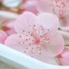 Handmade Resin Cherry Blossom Hairpin and Brooch