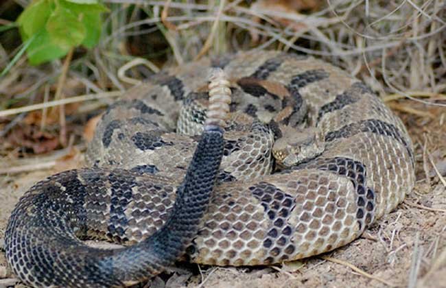 What do rattlesnakes eat?