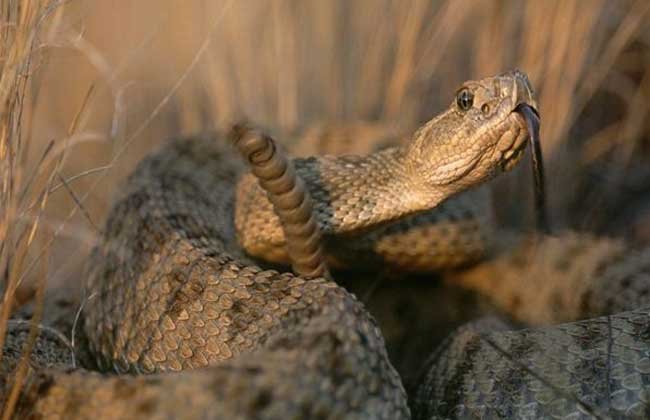 What do rattlesnakes eat?