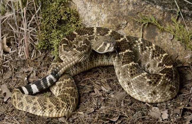 What do rattlesnakes eat?